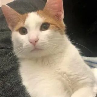 Котя ищет