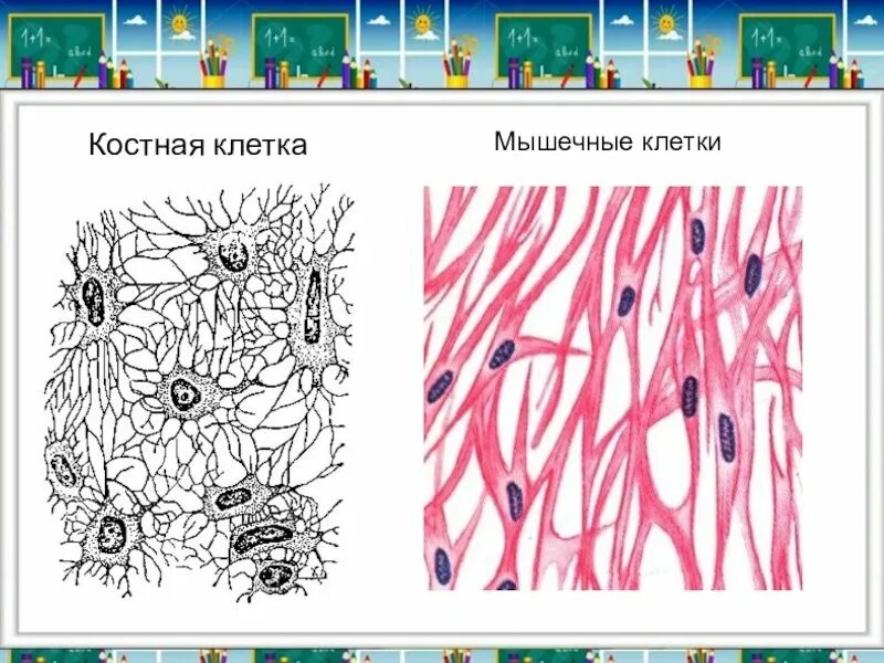 клетки 4 класс