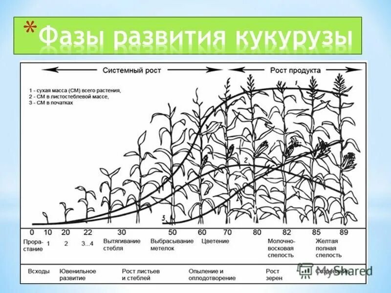 Рост листьев. Рост листьев