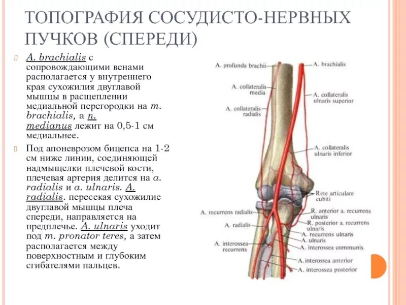 Проекции локтевого сустава. Проекции локтевого сустава