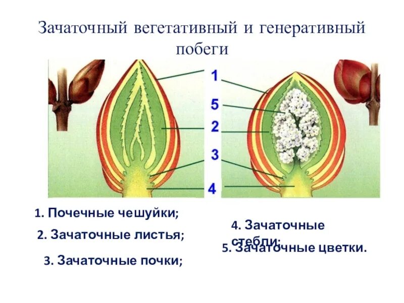 Видоизмененный генеративный побег. Строение генеративной почки побега. Строение побега и строение генеративной и вегетативной почки.. Почки на побеге генеративные и вегетативные. Строение побега и строение почки.