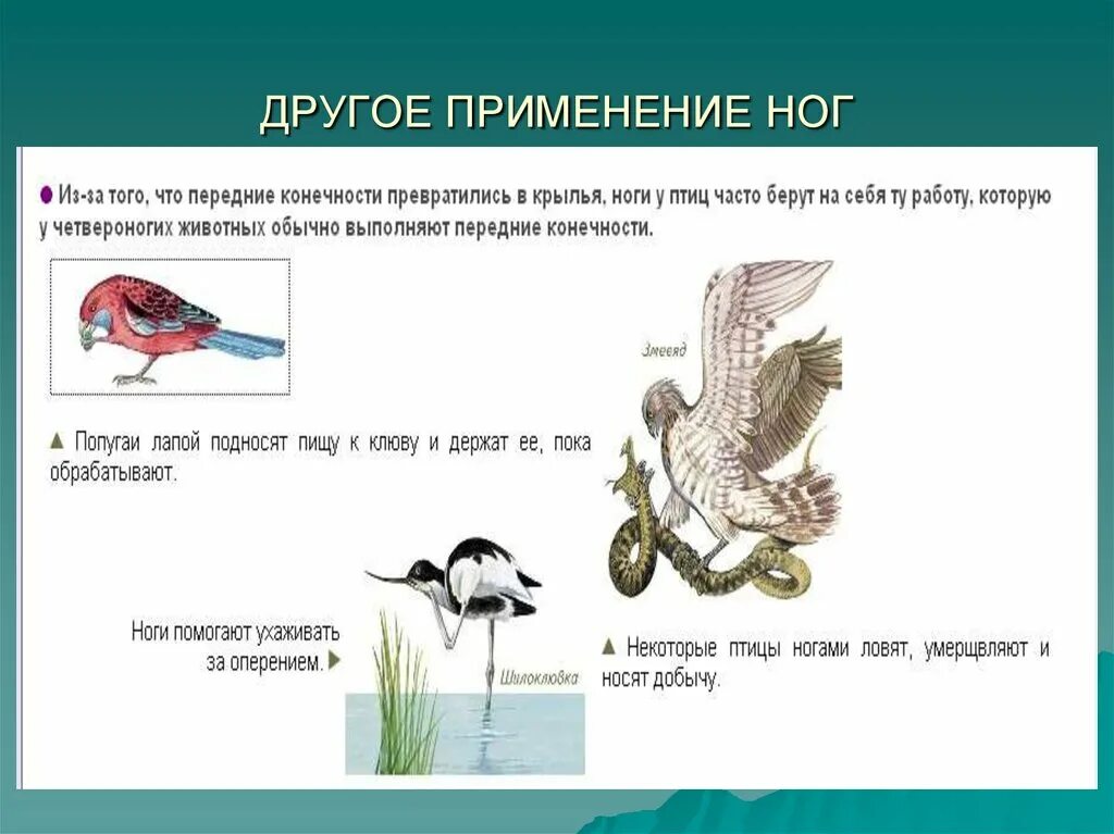 Презентация особенности строения и процессов жизнедеятельности птиц. Рычаги у птиц. Конечности тела птиц. Разнообразие конечностей птиц. Строение ног птиц птиц.