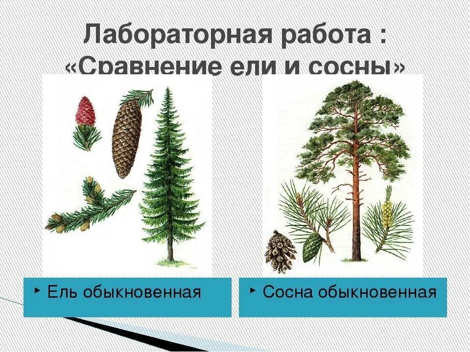 Структуры ели. Голосеменные ель обыкновенная. сравнение ели и сосны. голосеменные ель и сосна. строение ели.