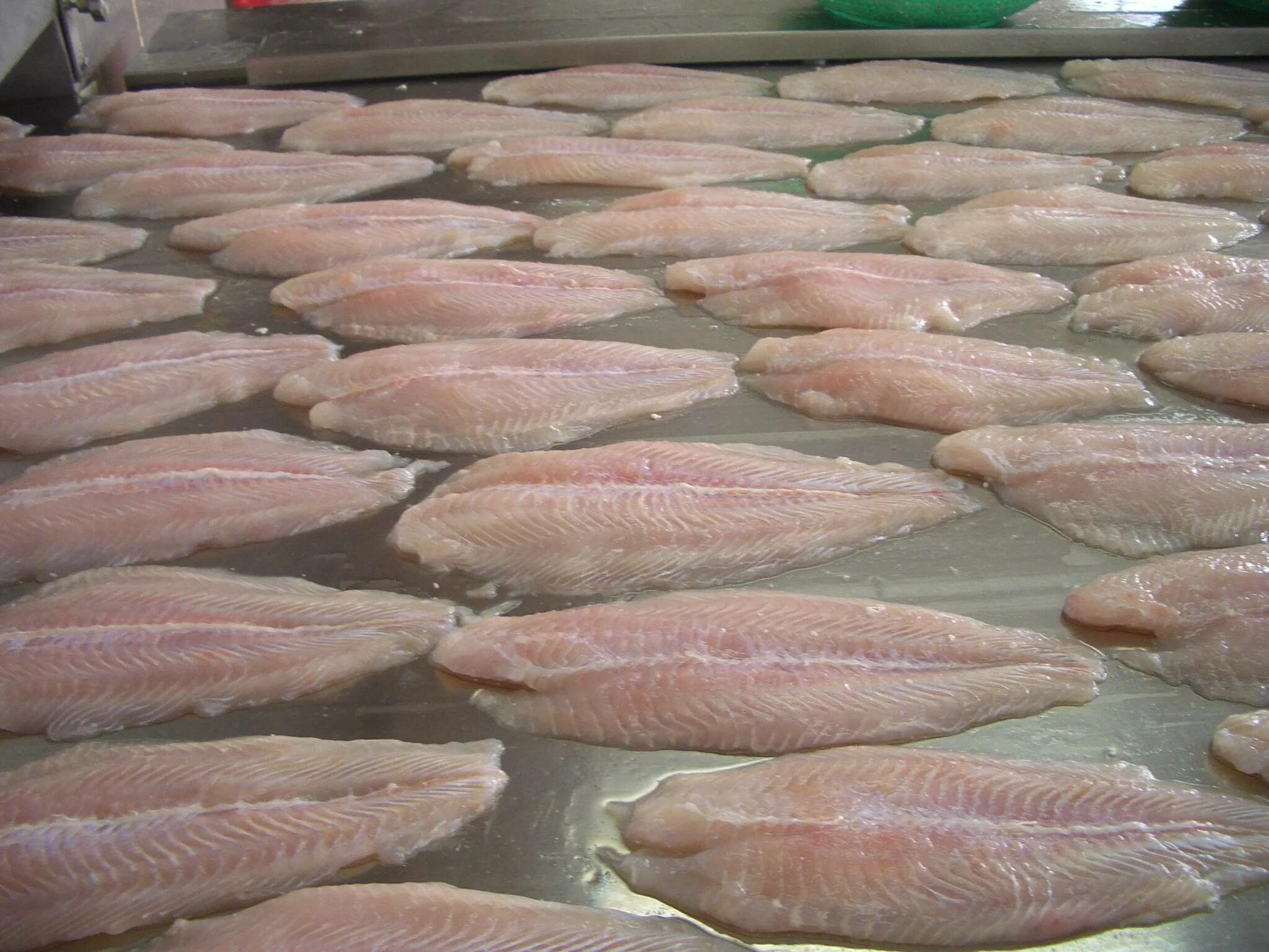 Как выглядит рыба пангасиус. Пангасиус рыба. pangasius рыба. вьетнамская рыба пангасиус. рыба вьетнам пангасиус.