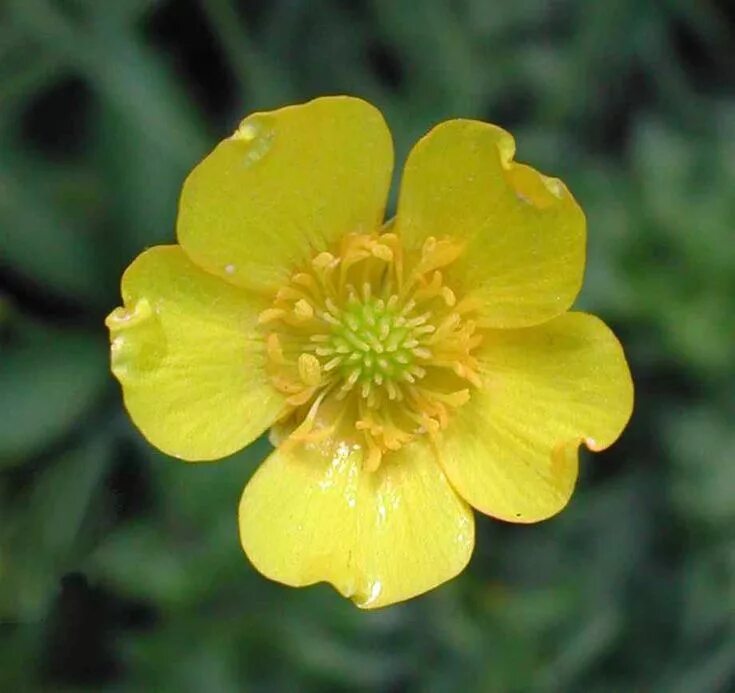 Лютик сканворд 6. Buttercup лютик. лютик лесной желтый. дикий цветок желтый лютик. маленькие желтые цветочки.