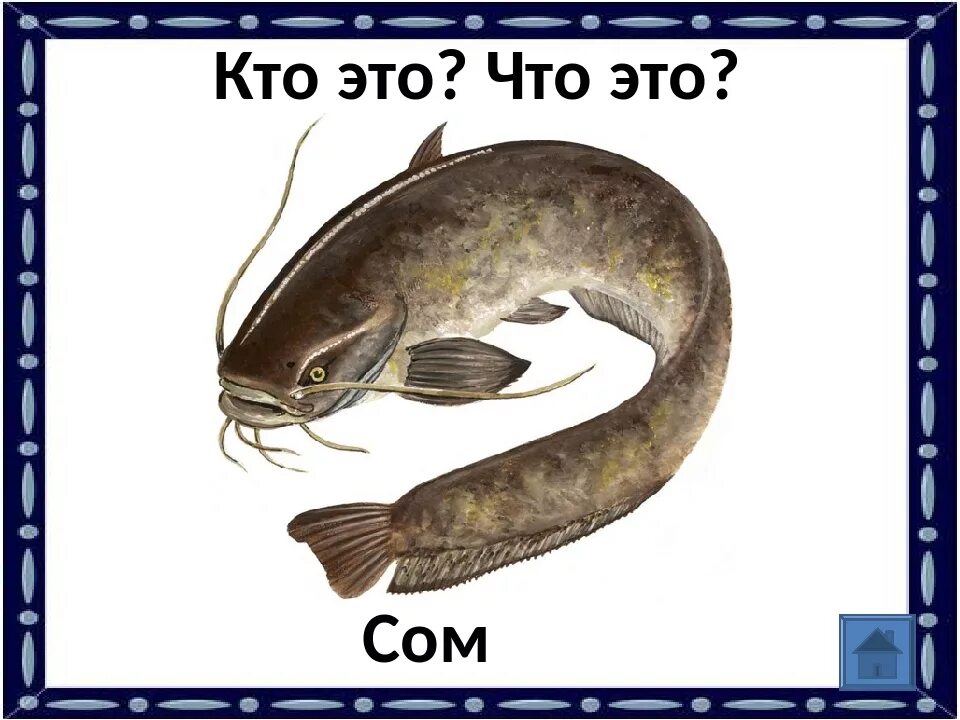 Клариевый сом белый. Silurus glanis рыба. Форма сом. Сом свежемороженый. Африканский клариевый сом.