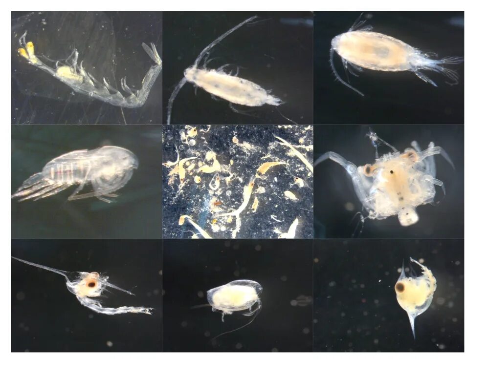 Зоопланктон пресных водоемов. Бриокамптус зоопланктон. Зоопланктон строение. Зоопланктон финского залива. Pavlova зоопланктон.