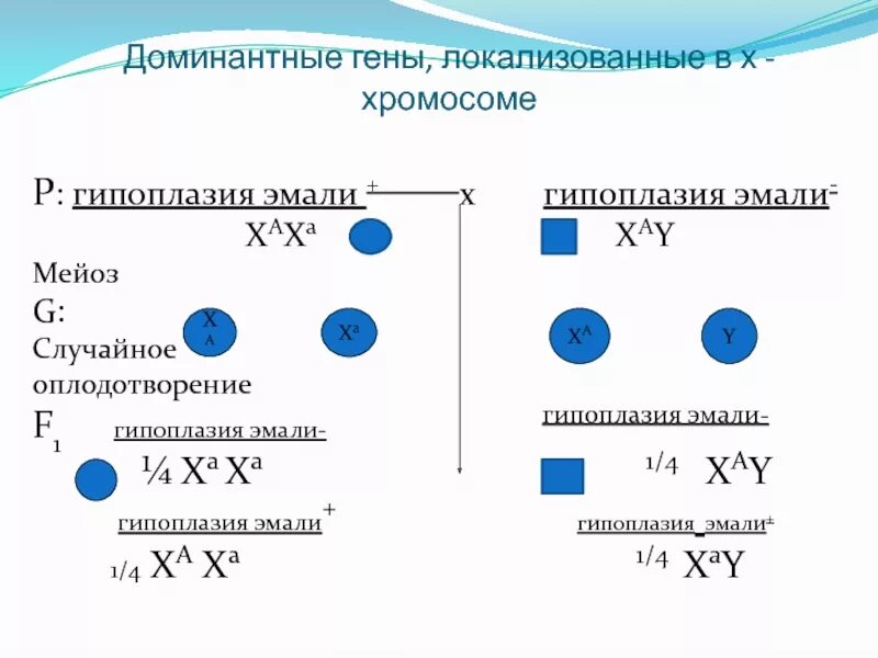 Доминантные и рецессивные гены. Гены локализованные в х хромосоме. Генетические задачи. Рецессивные гены локализованные в х-хромосоме.