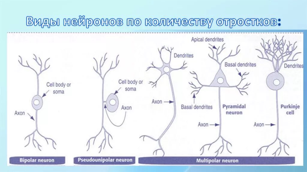 Распределите по группам характеристики отростков нервной клетки. Строение нейрона типы нейронов. Классификация нейронов схема. Классификация нейронов по функциям. Морфологическая классификация нейронов гистология.