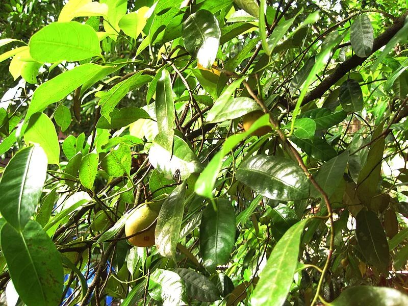 1 NUTMEG TREE Seed Myristica Fragrans Pala MACE Fruit Nut Pumpkin Pie Spice eBay