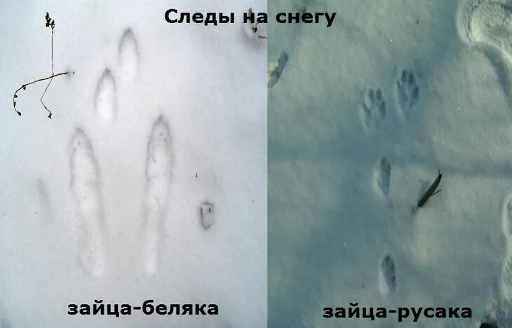 Как выглядят следы зайца. Следы зайца беляка. Следы заячьи следы. Заячьи следы. Следы зайца беляка.
