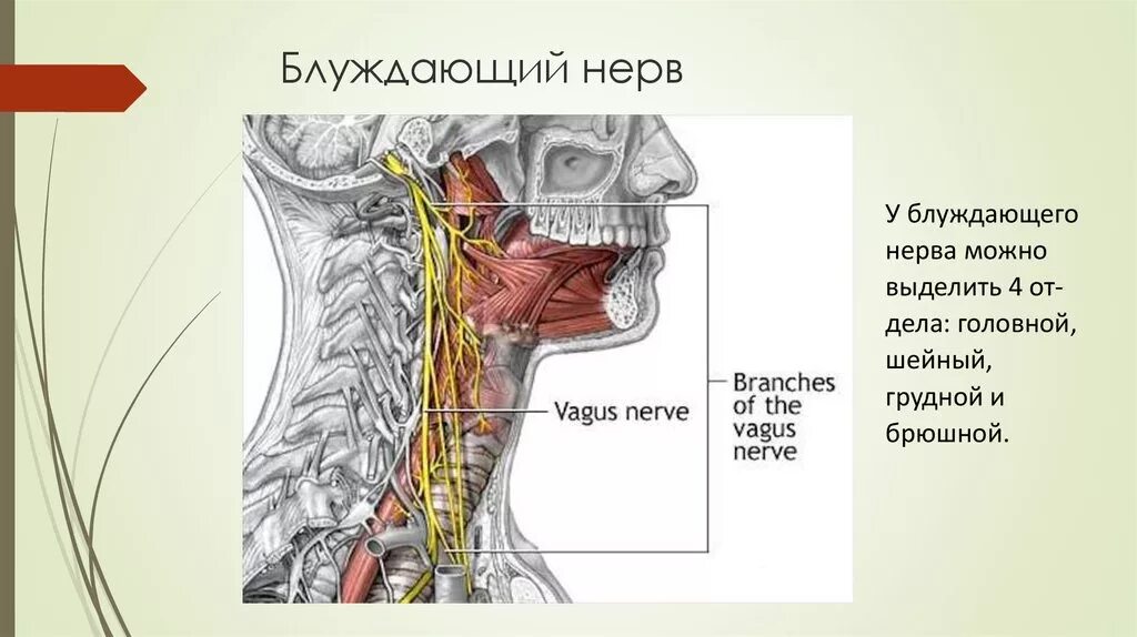 Стэнли розенберг блуждающий нерв. Блуждающий нерв и его шейный отдел. Блуждающий нерв анатомия шейный отдел. Менингеальная ветвь нерва. Блуждающий нерв в области шеи.