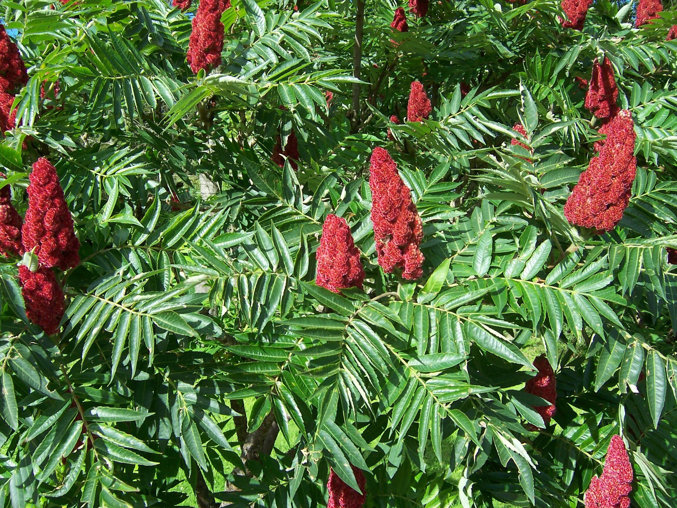 Сумах польза. Сумах оленерогий Rhus typhina. Пальма Сумах оленерогий. Сумах пушистый оленерогий уксусное дерево. Сумах пушистый оленерогий.