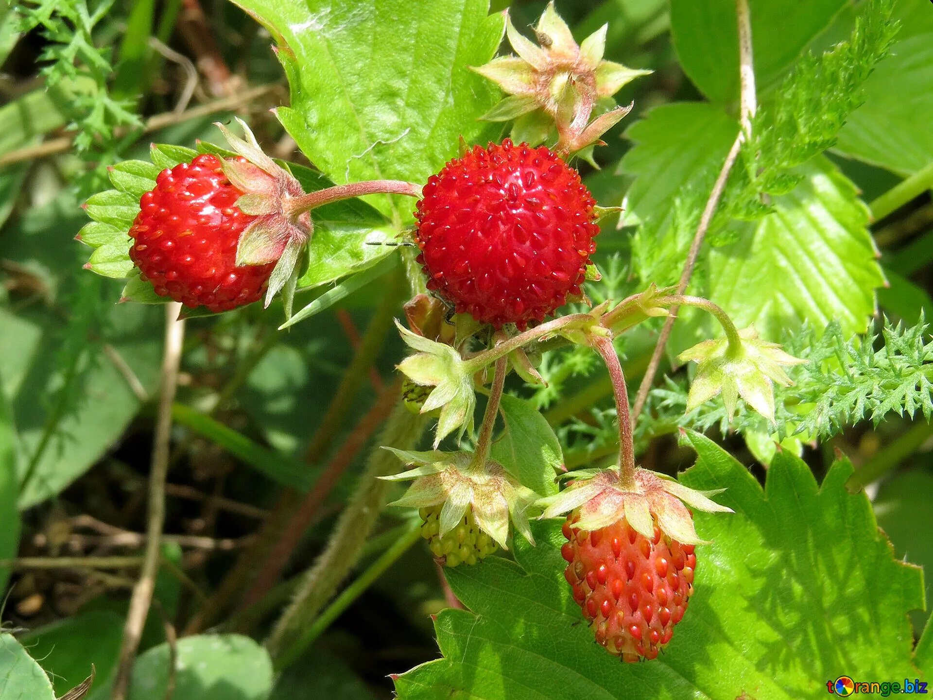 Земляника Лесная (Fragaria vesca). Земляника мелкоплодная Лесная сказка. Fragaria orientalis, земляника Восточная. Земляника Лесная 'mignonette'.