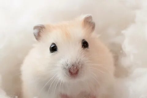 Картинка белый хомяк