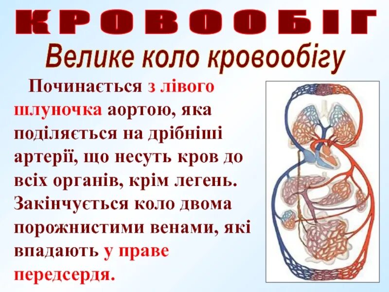 Коло н. Коло кровообігу. Схема малого кола кровообігу. Велике коло кровообігу починається з. Початок та закінчення Великого кола кровообігу.