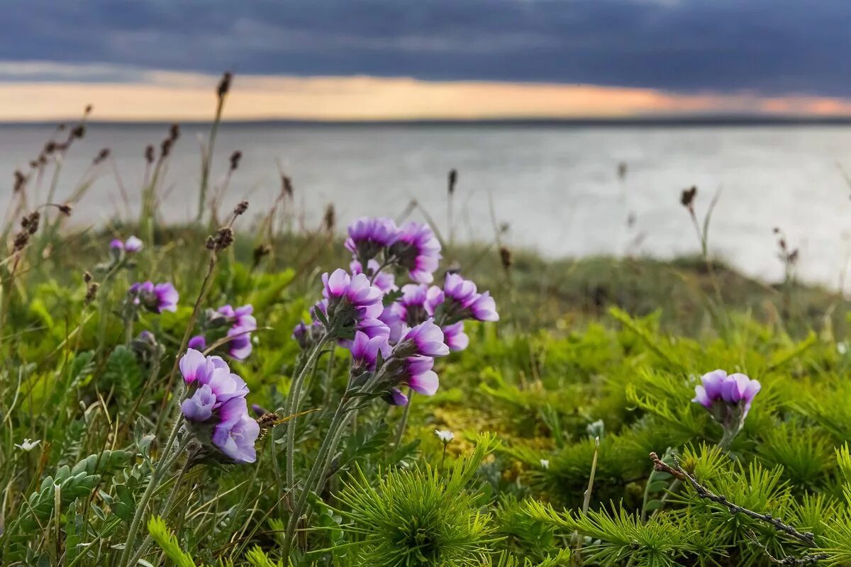 рыбы моря лаптевых. море лаптевых рыболовство. рыбы моря лаптевых. рыбы моря лаптевых. рыбы моря лаптевых.