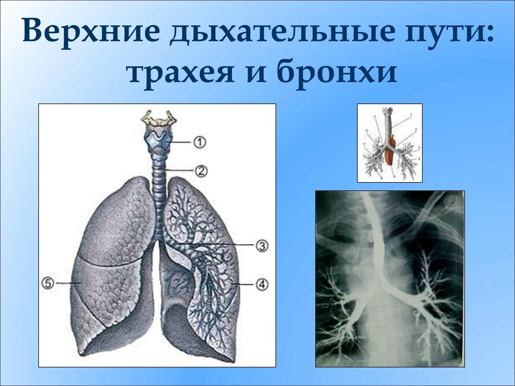 Последовательность дыхания у человека. Строение дыхательной системы. Строение органов дыхания человека. Строение органов дыхания рисунок. Дыхание 24 строение органов дыхания.