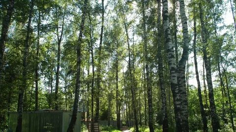 Листов роща