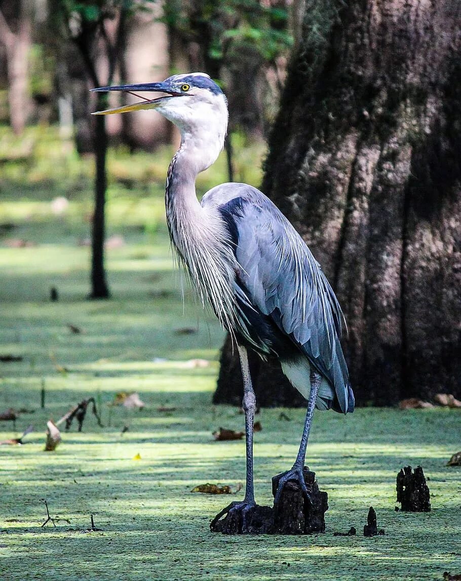 Louisiana Heron - Луизианская цапля. Great Blue Heron птица. Цапля Болотная. Цапля серая Болотная.