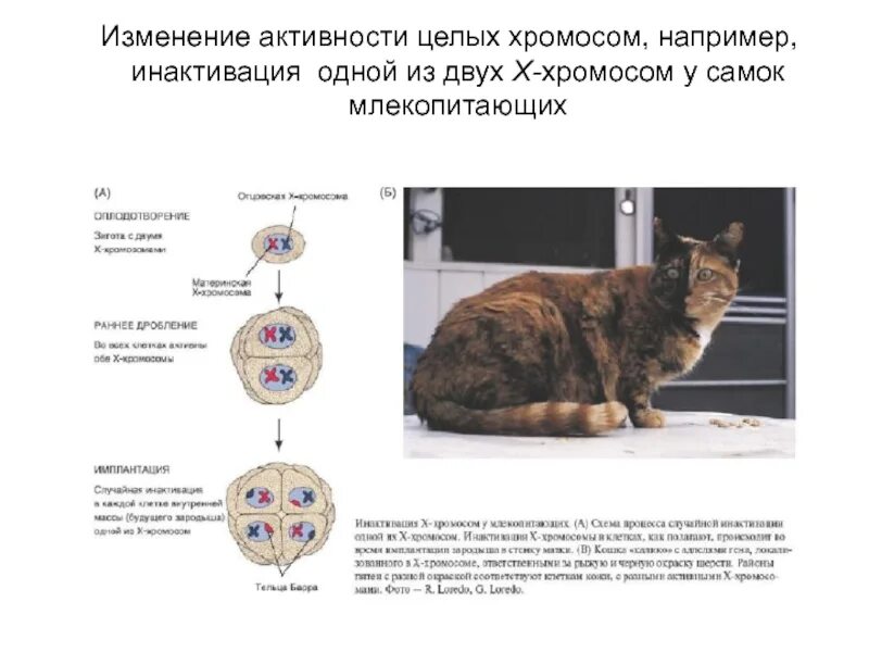 Число хромосом у кошек. Хромосомы кошки. количество хромосом у кошки. генетические заболевания кошек. инактивация x хромосомы.