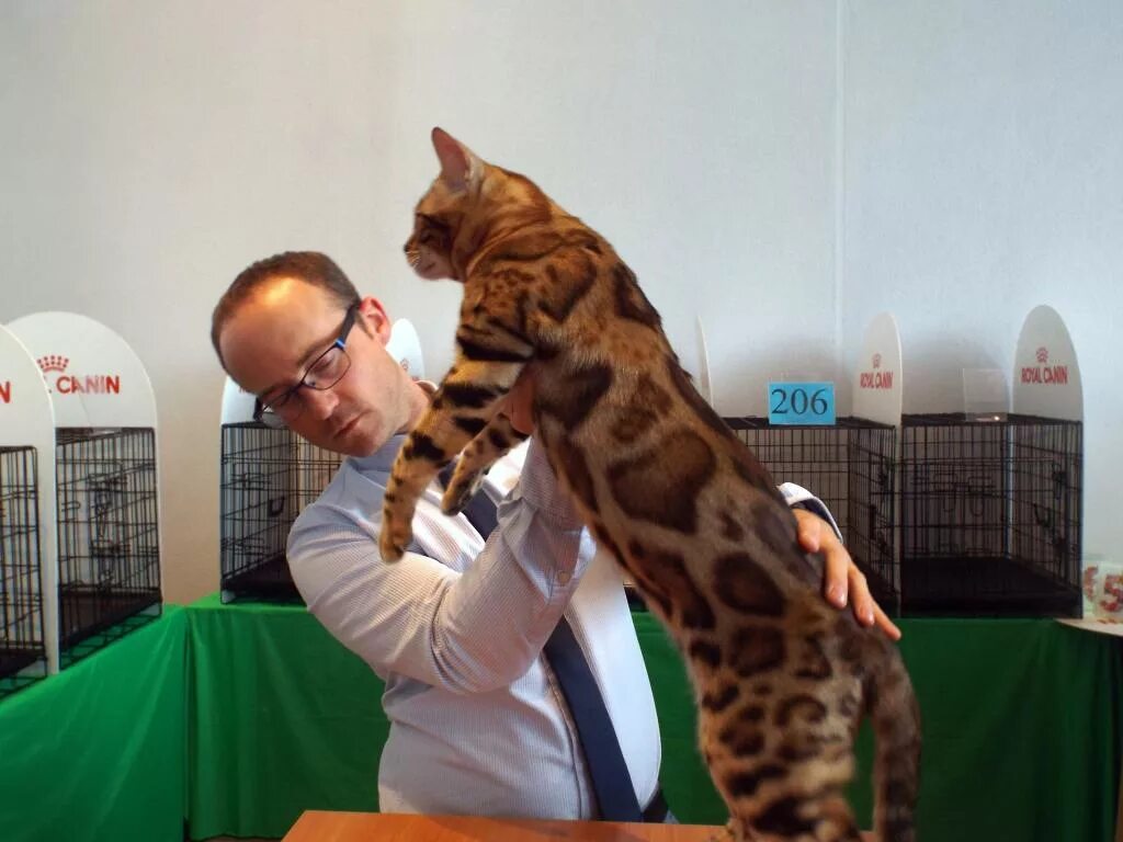 саванна кошка f1 размеры. бенгальский кот размеры. бенгальский кот размеры. бенгальский кот взрослый размеры. бенгальский кот.