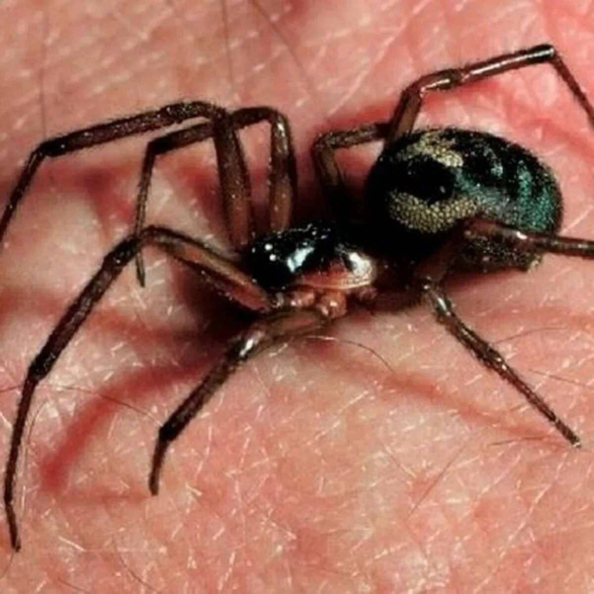 Spider bit