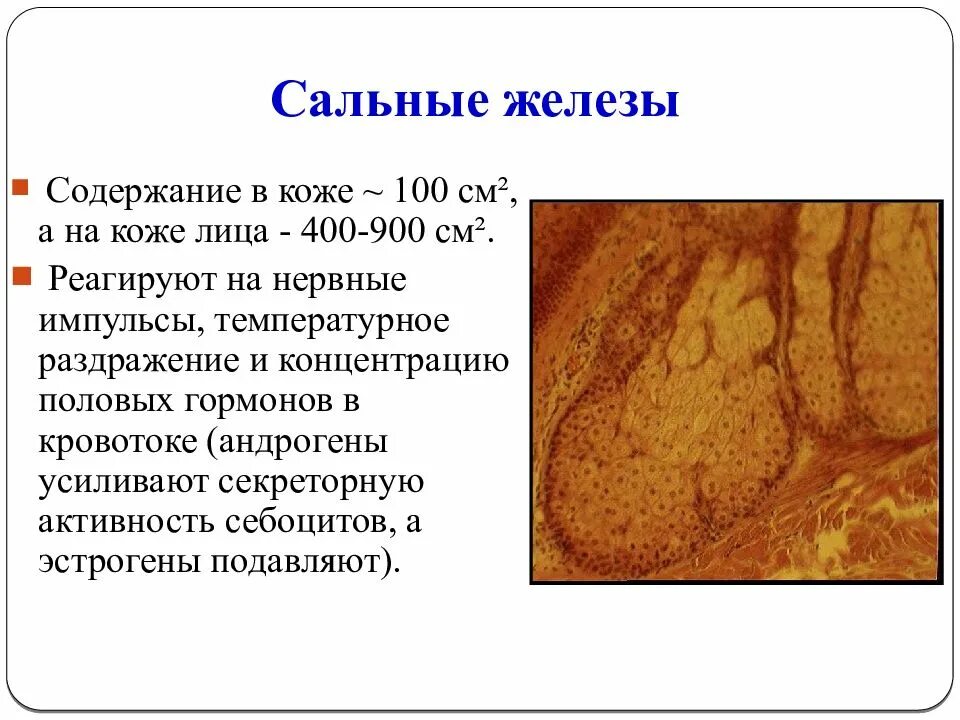 4 функция сальных желез. Функции сальной железы кожи. Строение сальных желез кожи.