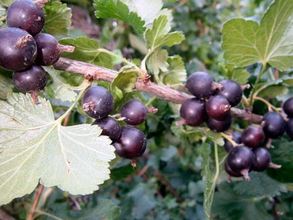 Крыжовник со смородина