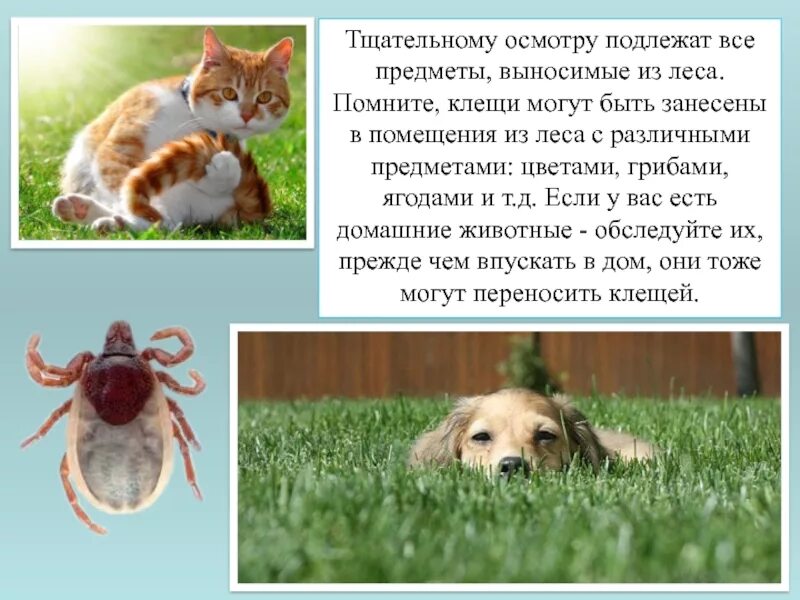Тщательно осматривал