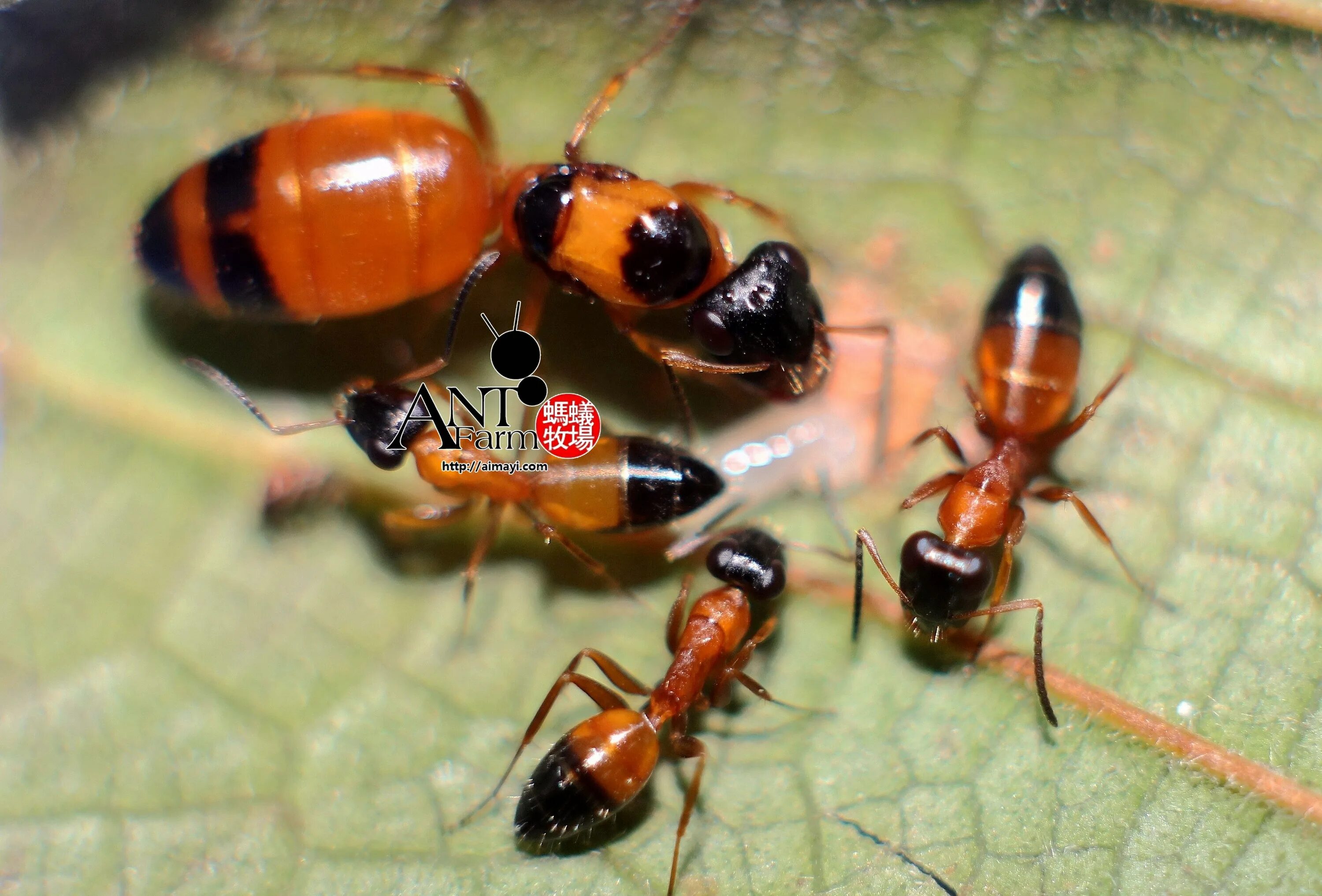 Orange ants. Оранжевые муравьи мелкие. Черно оранжевый муравей. Orange ants. Жёлтый муравей-амазонка.