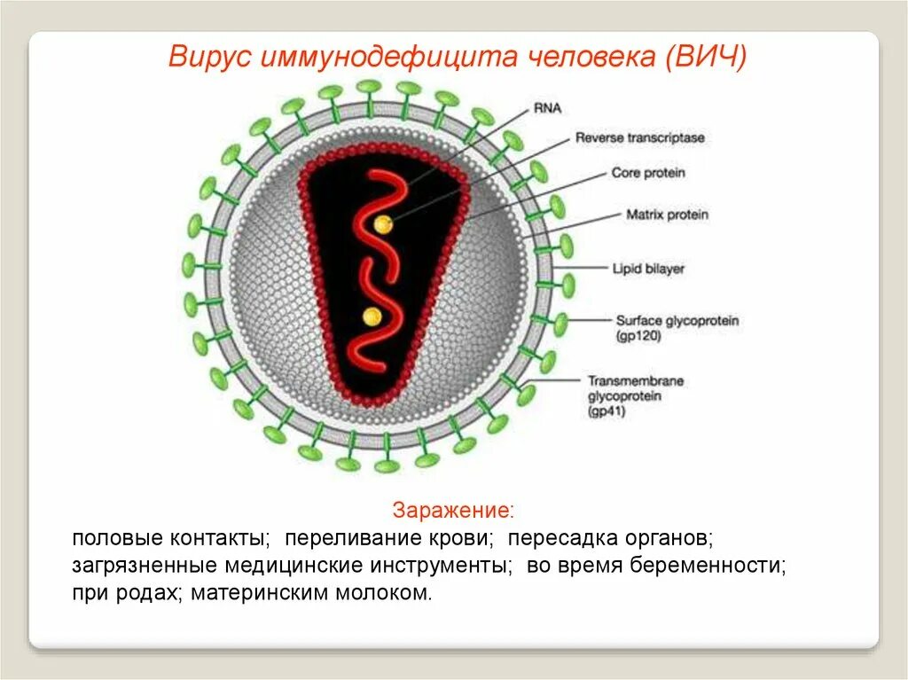 Рнк вич. Строение вируса вич рнк. вирус иммунодефицита человека рнк. вич форма вириона. вирусы презентация.