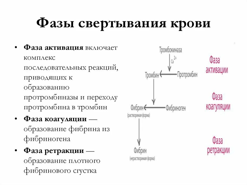 Свертывание крови тест. Этапы свертывания крови схема. Современная схема процесса свертывания крови. Основные этапы процесса свертывания крови схема. Механизм свертывания крови схема.