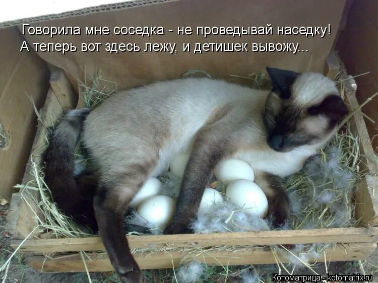 шамо наседка, квочка. курица-наседка. лежу тут. орпингтон золотоокаймленный. соседка наседка.