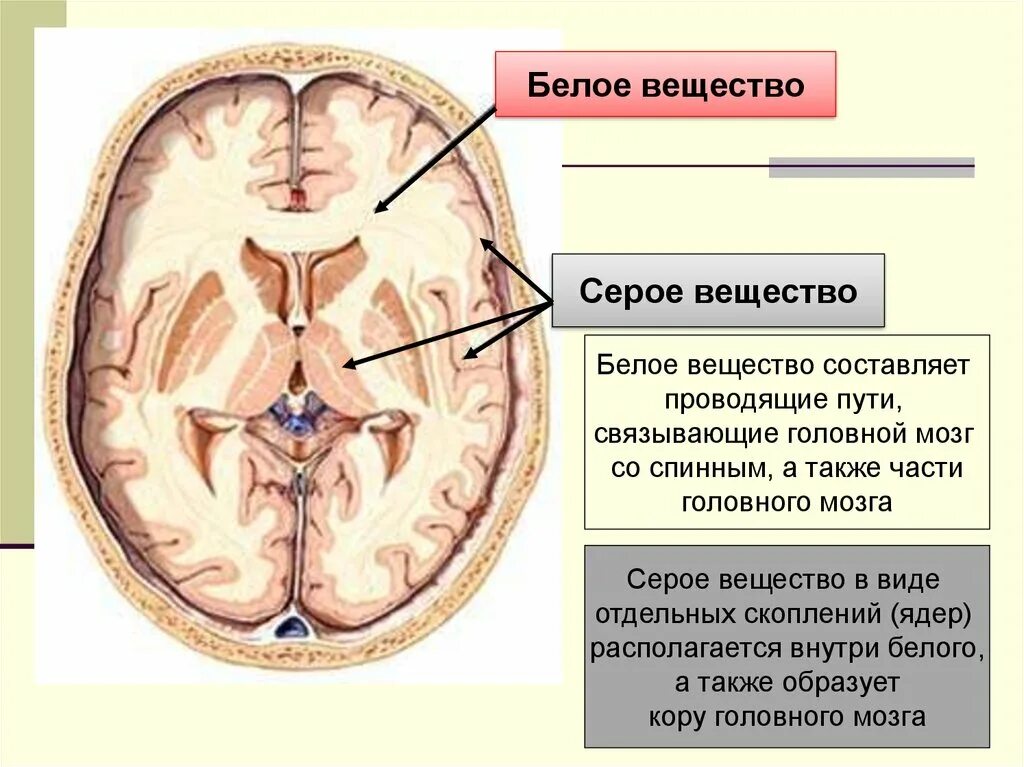 Головной мозг в разрезе серое и белое вещество. Серое и белое вещество в полушариях большого мозга. Расположение белого и серого вещества в больших полушариях. Большие полушария серое и белое вещество. Функции серого вещества головного мозга