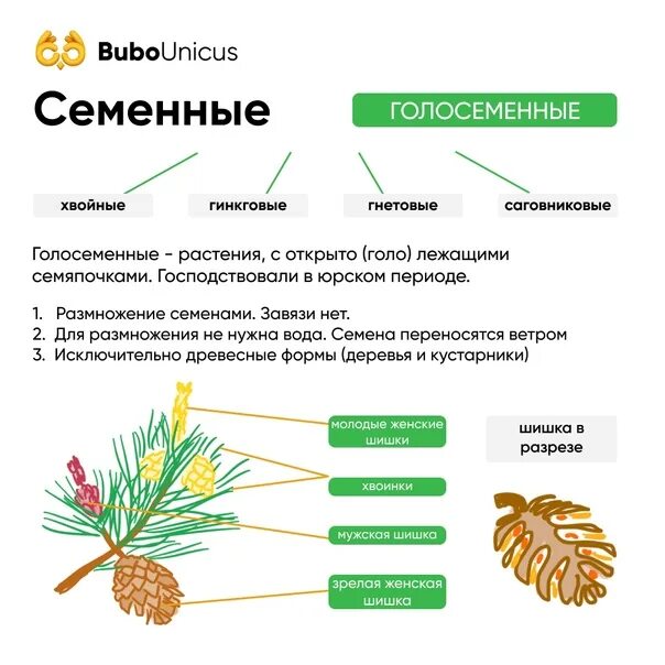 Каковы признаки голосеменных. Жизненный цикл голосеменных ЕГЭ. Голосеменные строение схема. Строение голосеменных растений кратко. Род голосеменных растений.