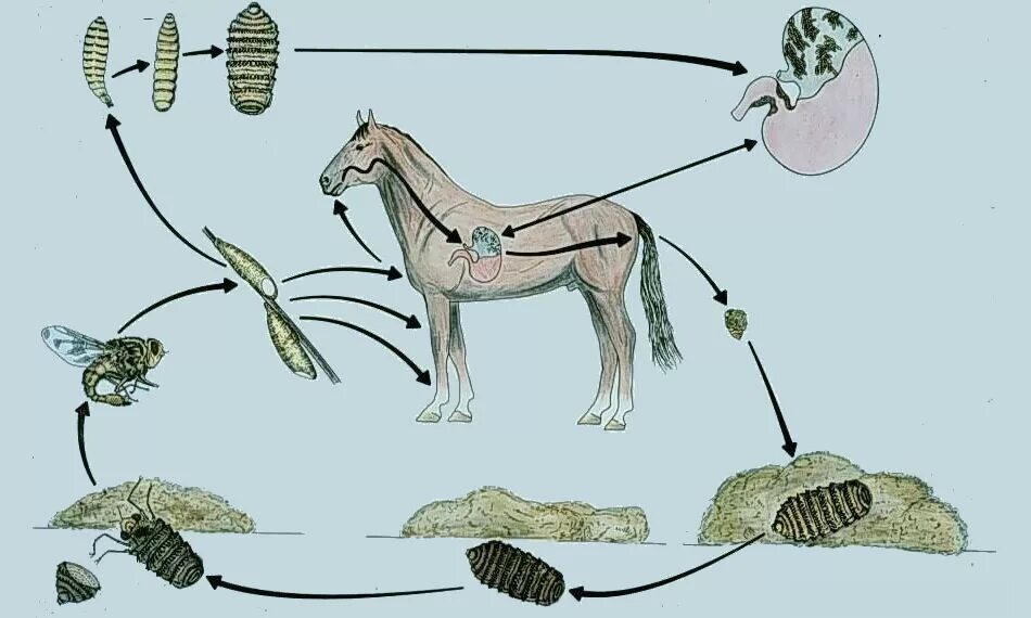 Цикл развития овода. Гастрофилез лошадей жизненный цикл. Жизненный цикл лошадиного овода. Цикл развития желудочного овода.