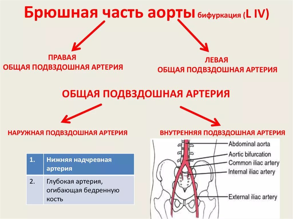 Брюшной отдел аорты анатомия. Артерии брюшной полости анатомия. Уровень бифуркации брюшной аорты. Общая наружная и внутренняя подвздошные артерии.