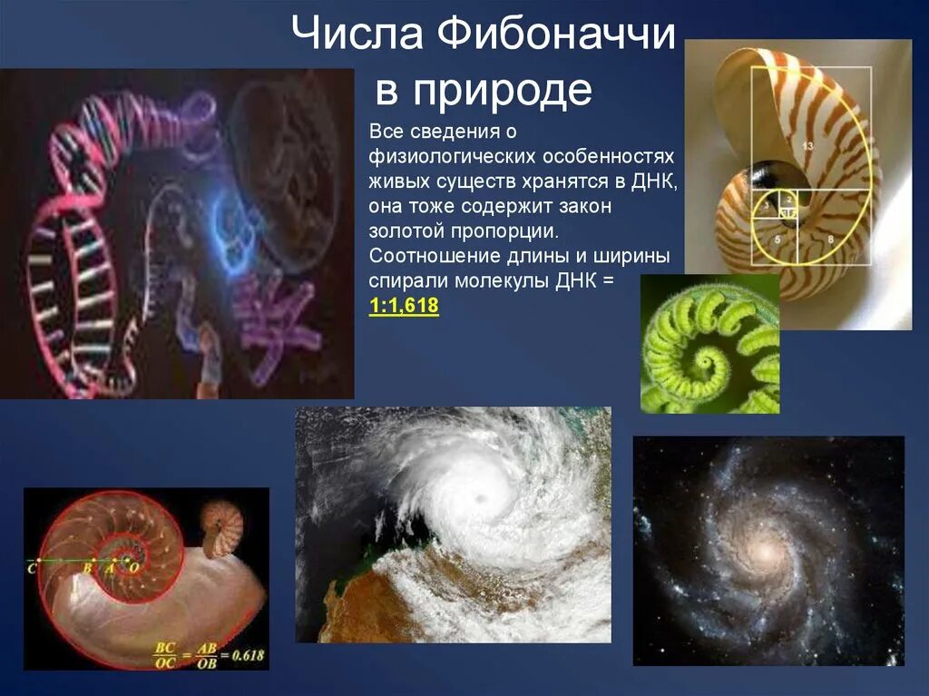 Фибоначчи. подготовил - скачать презентацию