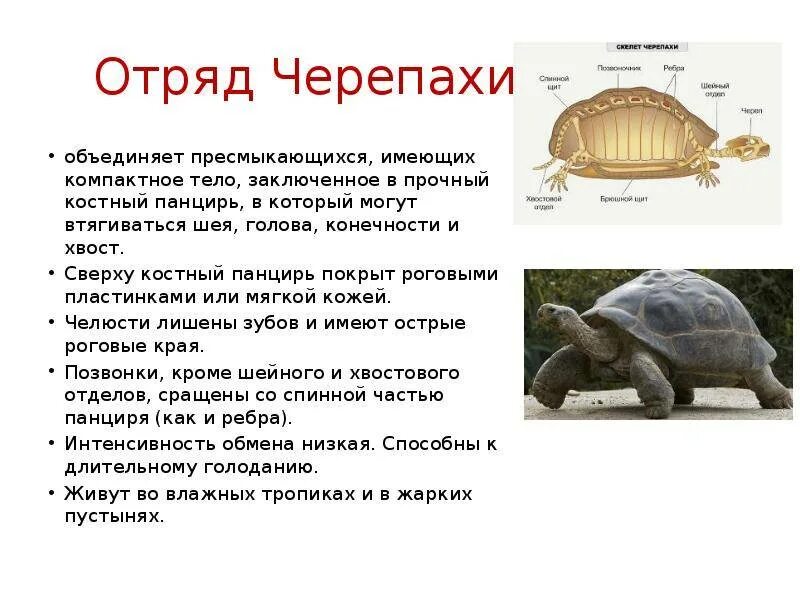Почему панцирь является наружным скелетом. Отряд черепахи строение конечностей. строение карапакса черепахи. строение панциря черепахи. панцирь черепахи состоит из.
