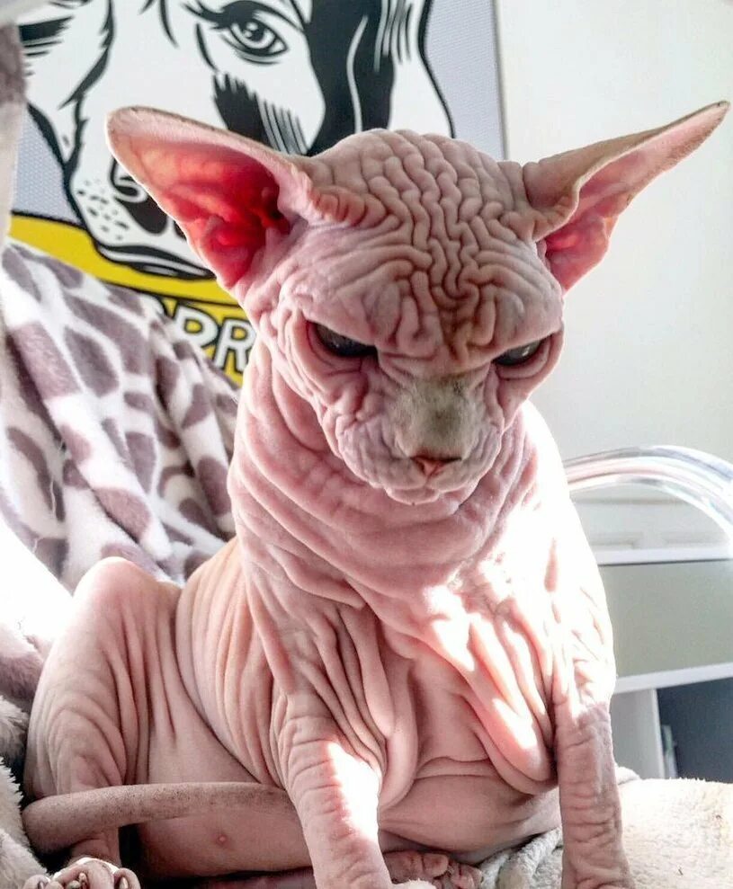 Смешные лысые коты