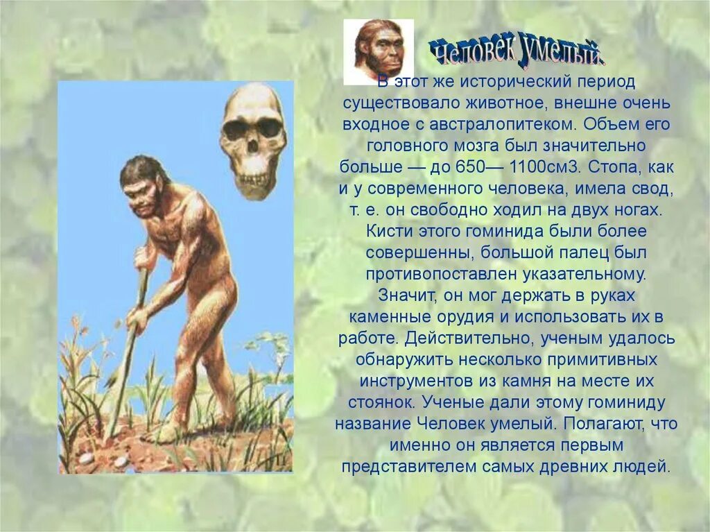 Homo habilis рост. Человек умелый. Человек умелый исторический Возраст. Человек умелый homo habilis. Гоминиды объем мозга