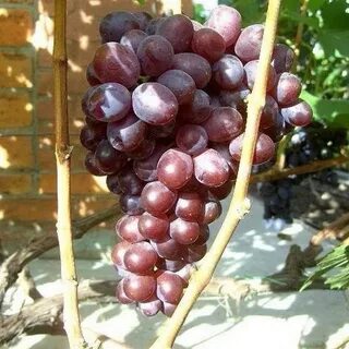 Саженцы виноград сорт