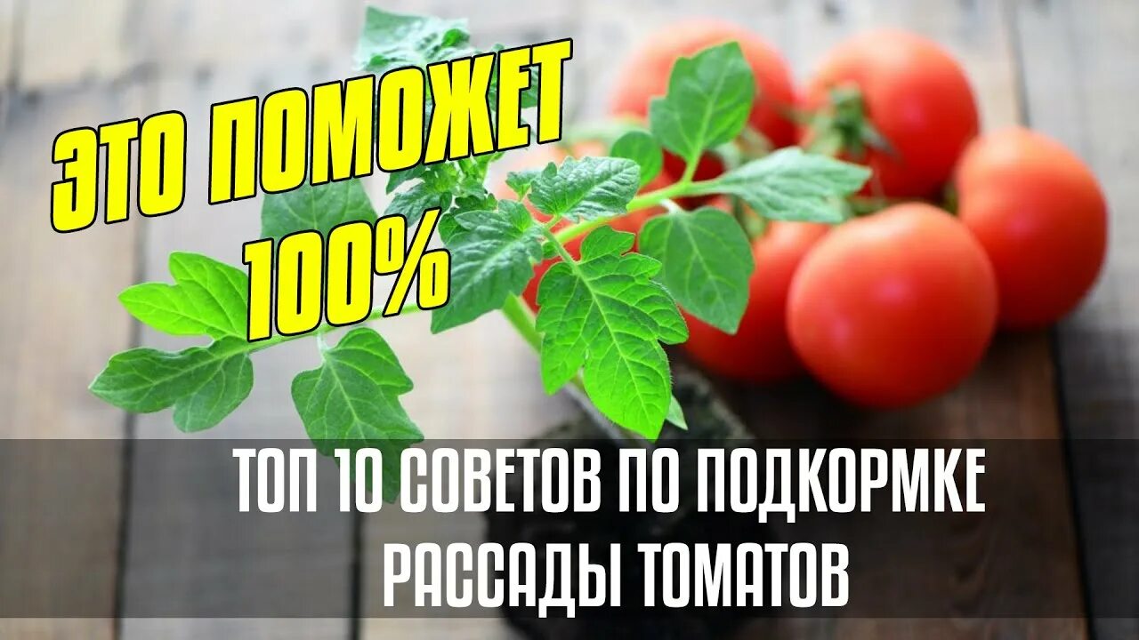 Подкормка рассады томатов мочевиной. Чем подкормить рассаду помидор и перца.