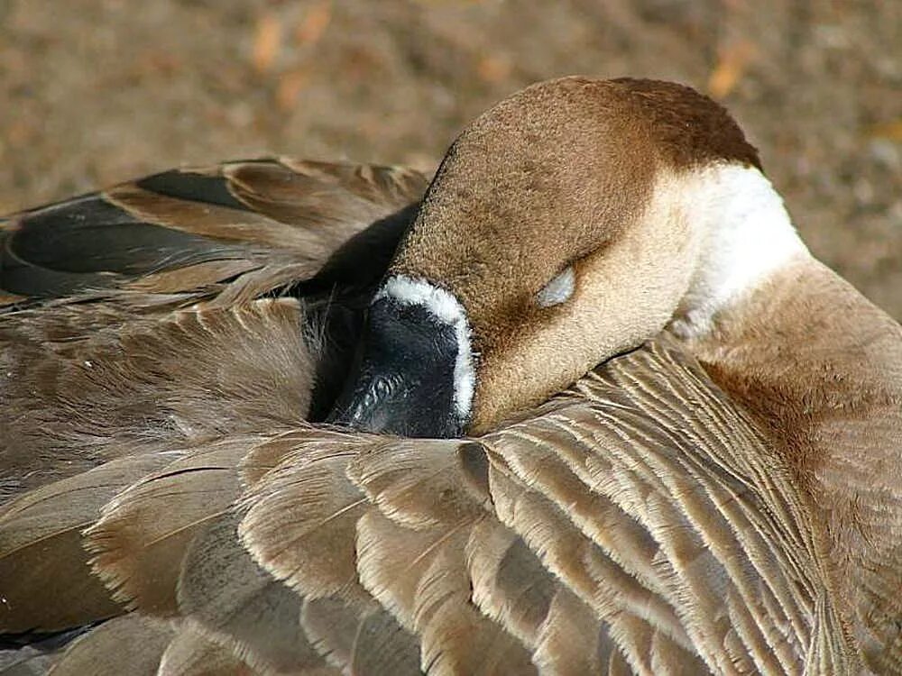 Птички уснули