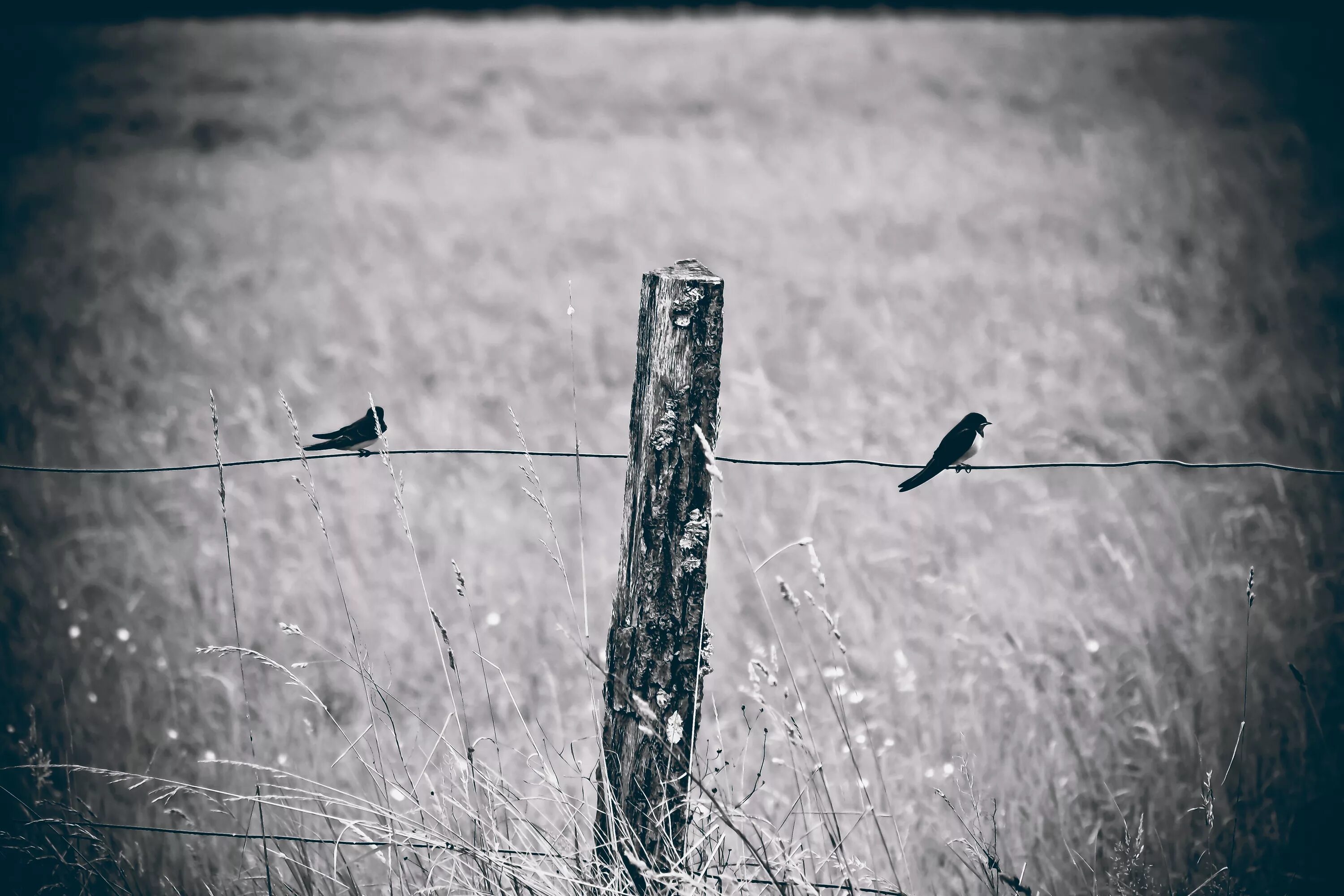 Песня two birds on a wire. Птица на заборе. Ласточка на заборе. Черно белая птица в природе. Чёрные птицы сумрак.