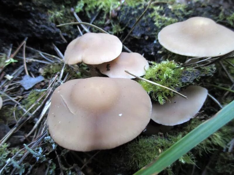 Грибы растущие в россии фото An Introduction to Fungi and Wild Mushroom Identification for Foragers Gallowa