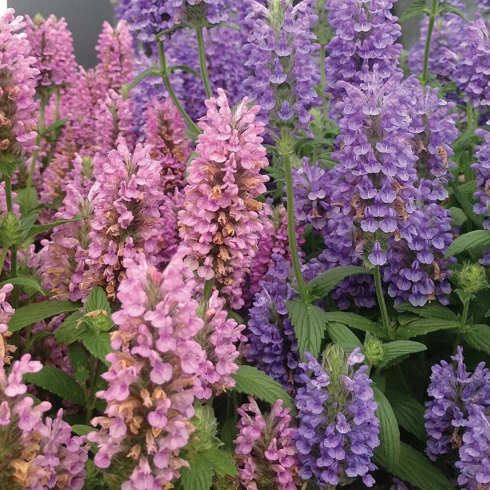 Котовник фассена (nepeta. Непета цветок. Котовник фассена (nepeta faassenii `alba`). Котовник сикс гиант хилл. Котовник dropmore.