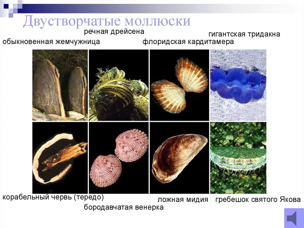 Двустворчатые моллюски гребешок строение. Представители двустворчатых. Представители пресноводных двустворчатых моллюсков. Морские двустворчатые моллюски представители.