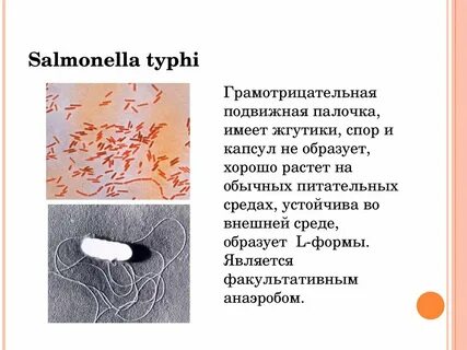 Сальмонеллы возбудители брюшного тифа
